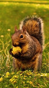 Preview wallpaper squirrel, grass, food