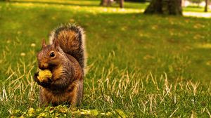 Preview wallpaper squirrel, grass, food