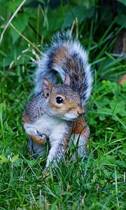 Preview wallpaper squirrel, grass, green, walk