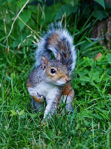 Preview wallpaper squirrel, grass, green, walk