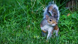 Preview wallpaper squirrel, grass, green, walk