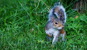 Preview wallpaper squirrel, grass, green, walk