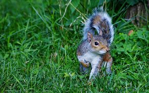 Preview wallpaper squirrel, grass, green, walk