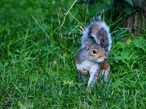 Preview wallpaper squirrel, grass, green, walk