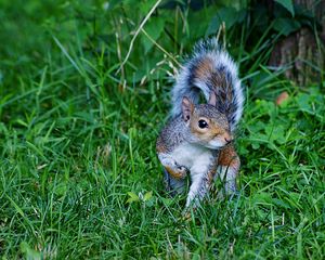 Preview wallpaper squirrel, grass, green, walk