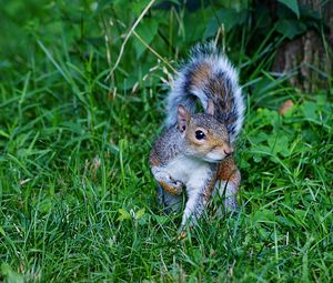 Preview wallpaper squirrel, grass, green, walk