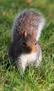 Preview wallpaper squirrel, grass, leaves, climbing