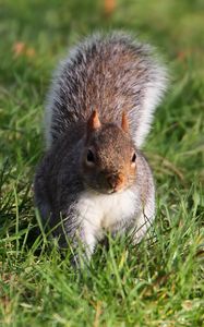 Preview wallpaper squirrel, grass, leaves, climbing