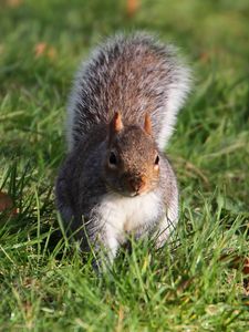 Preview wallpaper squirrel, grass, leaves, climbing