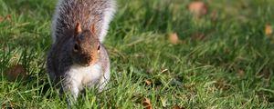 Preview wallpaper squirrel, grass, leaves, climbing