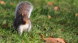 Preview wallpaper squirrel, grass, leaves, climbing