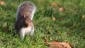 Preview wallpaper squirrel, grass, leaves, climbing