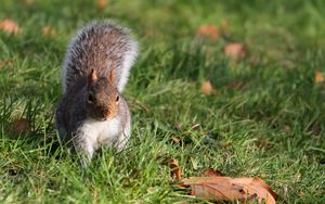 Preview wallpaper squirrel, grass, leaves, climbing