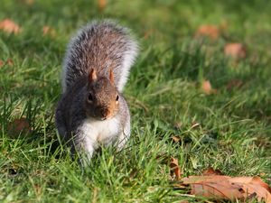 Preview wallpaper squirrel, grass, leaves, climbing