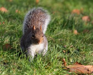 Preview wallpaper squirrel, grass, leaves, climbing