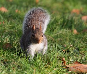 Preview wallpaper squirrel, grass, leaves, climbing