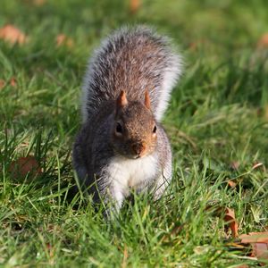 Preview wallpaper squirrel, grass, leaves, climbing