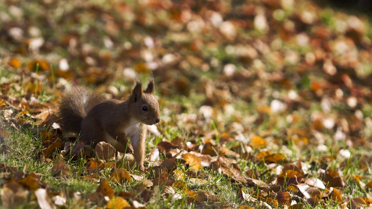 Wallpaper squirrel, grass, leaves, fall, walk