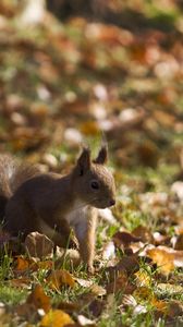 Preview wallpaper squirrel, grass, leaves, fall, walk