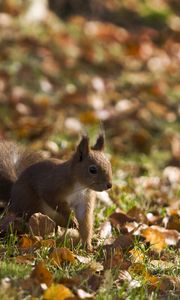 Preview wallpaper squirrel, grass, leaves, fall, walk