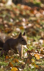 Preview wallpaper squirrel, grass, leaves, fall, walk