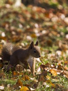 Preview wallpaper squirrel, grass, leaves, fall, walk