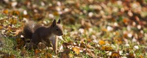 Preview wallpaper squirrel, grass, leaves, fall, walk