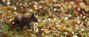 Preview wallpaper squirrel, grass, leaves, fall, walk