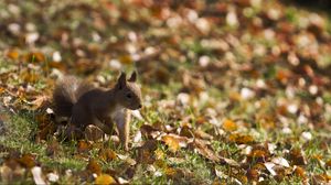 Preview wallpaper squirrel, grass, leaves, fall, walk