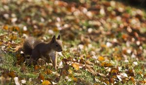 Preview wallpaper squirrel, grass, leaves, fall, walk