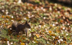 Preview wallpaper squirrel, grass, leaves, fall, walk