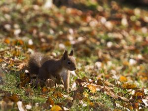 Preview wallpaper squirrel, grass, leaves, fall, walk