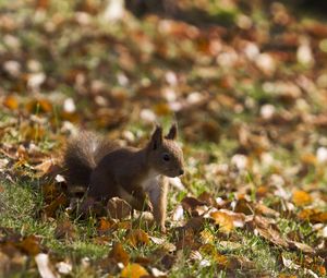 Preview wallpaper squirrel, grass, leaves, fall, walk