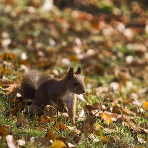 Preview wallpaper squirrel, grass, leaves, fall, walk