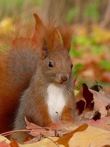 Preview wallpaper squirrel, grass, leaves, fall, fluffy, tail, sit