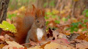 Preview wallpaper squirrel, grass, leaves, fall, fluffy, tail, sit