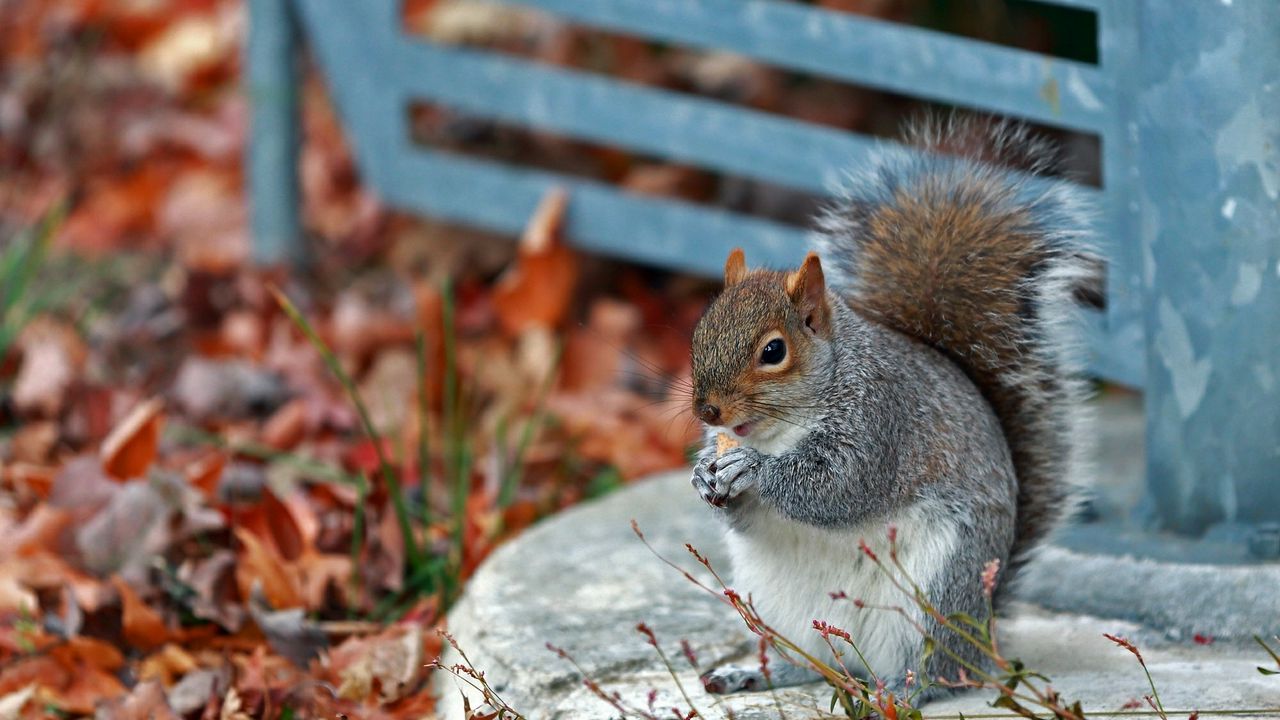Wallpaper squirrel, grass, leaves, park, autumn