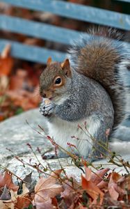 Preview wallpaper squirrel, grass, leaves, park, autumn