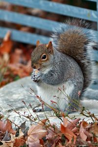 Preview wallpaper squirrel, grass, leaves, park, autumn