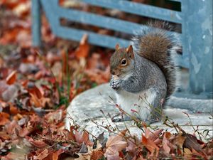 Preview wallpaper squirrel, grass, leaves, park, autumn