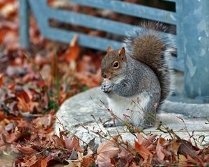 Preview wallpaper squirrel, grass, leaves, park, autumn