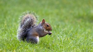 Preview wallpaper squirrel, grass, nature, waiting