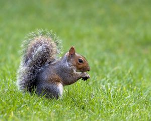 Preview wallpaper squirrel, grass, nature, waiting