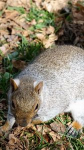 Preview wallpaper squirrel, grass, park, foliage