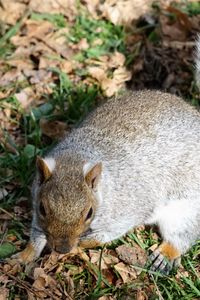 Preview wallpaper squirrel, grass, park, foliage