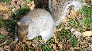 Preview wallpaper squirrel, grass, park, foliage