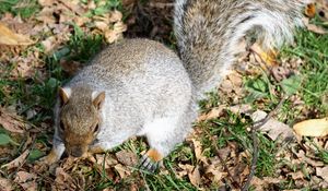 Preview wallpaper squirrel, grass, park, foliage