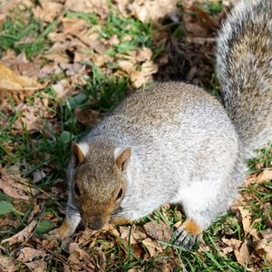 Preview wallpaper squirrel, grass, park, foliage