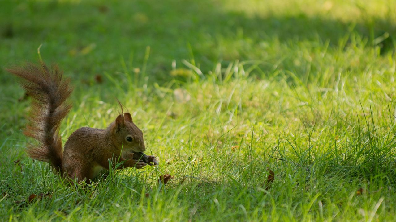 Wallpaper squirrel, grass, playful, tail