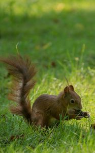 Preview wallpaper squirrel, grass, playful, tail